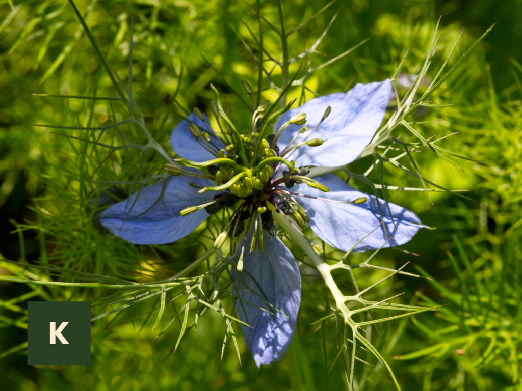 Nigella sativa